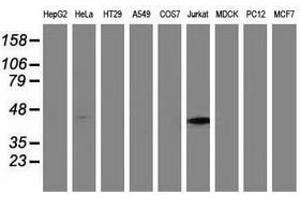 Image no. 3 for anti-Methylmalonic Aciduria (Cobalamin Deficiency) Type A (MMAA) antibody (ABIN1499506) (MMAA 抗体)