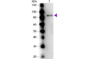 Western Blot of Rabbit anti-Urease (Jack Bean) Antibody. (Urease 抗体)