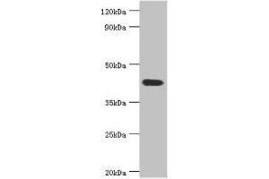 Western blot All lanes: Acid ceramidase antibody at 6 μg/mL + Mouse heart tissue Secondary Goat polyclonal to rabbit IgG at 1/10000 dilution Predicted band size: 45, 47 kDa Observed band size: 45 kDa (ASAH1 抗体  (AA 146-395))