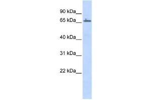 Western Blotting (WB) image for anti-Zinc Finger Protein 503 (ZNF503) antibody (ABIN2457887) (ZNF503 抗体)