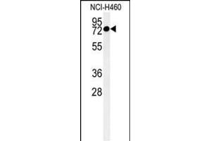 Western blot analysis of CCDC62 Antibody (C-term) (ABIN651350 and ABIN2840196) in NCI- cell line lysates (35 μg/lane). (CCDC62 抗体  (C-Term))