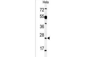 Western blot analysis of AKIR1 Antibody (C-term) (ABIN1536697 and ABIN2849321) in Hela cell line lysates (35 μg/lane). (Akirin 1 抗体  (C-Term))