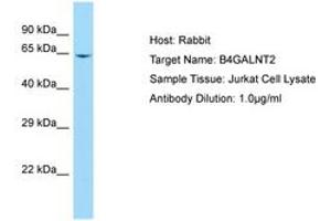 Image no. 1 for anti-beta-1,4-N-Acetyl-Galactosaminyl Transferase 2 (B4GALNT2) (AA 126-175) antibody (ABIN6750087) (B4GALNT2 抗体  (AA 126-175))