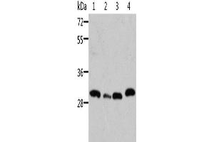 Western Blotting (WB) image for anti-STE20-Related Kinase Adaptor beta (STRADB) antibody (ABIN2429143) (STRADB 抗体)