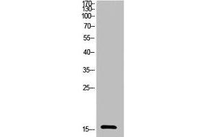 Western Blot analysis of HeLa cells using Acetyl-Ub (K27) Polyclonal Antibody (UBA52/RPS27A/UBB/UBC (acLys27) 抗体)
