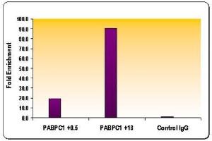 Chromatin IP: ChIP performed using HeLa Chromatin (1. (Histone 3 抗体  (H3K36me3))