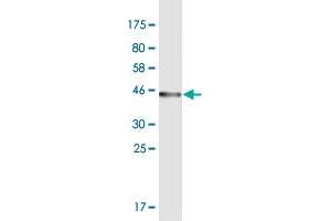 Western Blot detection against Immunogen (43. (ODAM 抗体  (AA 1-153))