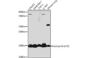 Western blot analysis of extracts of various cell lines, using Lysozyme (LYZ) (LYZ) Rabbit mAb (ABIN7268346) at 1:1000 dilution. (LYZ 抗体)