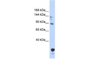 WB Suggested Anti-TULP4 Antibody Titration:  0. (TULP4 抗体  (N-Term))