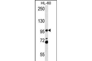 CS2 Antibody (C-term) (ABIN657066 and ABIN2846230) western blot analysis in HL-60 cell line lysates (35 μg/lane). (PACS2 抗体  (C-Term))