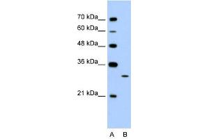 EGFL8 antibody used at 1. (EGFL8 抗体  (C-Term))