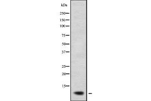Western blot analysis of RPL38 using COS7 whole cell lysates (RPL38 抗体)