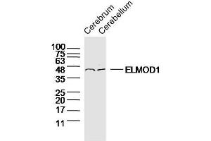 Lane 1: mouse cerebrum lysate, Lane 2: mouse cerebellum lysate probed with ELMOD1 Polyclonal Antibody, Unconjugated  at 1:300 overnight at 4˚C. (ELMOD1 抗体  (AA 21-120))