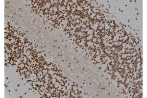 ABIN6277385 at 1/100 staining Rat brain tissue by IHC-P. (HOXC8 抗体  (Internal Region))