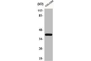Western Blot analysis of COLO205 cells using Brp16 Polyclonal Antibody (FAM203B 抗体  (Internal Region))