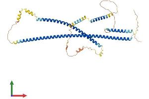 AlphaFold protein structure predicition of Mouse Recombinant Cdr2 Protein, UniprotID P97817