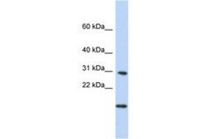 Image no. 1 for anti-Polymerase (RNA) II (DNA Directed) Polypeptide K, 7.0kDa (POLR2K) (N-Term) antibody (ABIN6741037) (POLR2K 抗体  (N-Term))