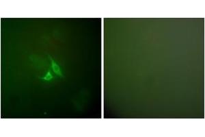 Immunofluorescence (IF) image for anti-Prostaglandin-Endoperoxide Synthase 2 (Prostaglandin G/H Synthase and Cyclooxygenase) (PTGS2) (AA 555-604) antibody (ABIN2889179) (PTGS2 抗体  (AA 555-604))