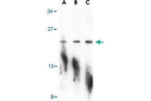 Western blot analysis of PTRH2 in A-20 cell lysate with PTRH2 polyclonal antibody  at (A) 1, (B) 2, and (C) 4 ug/mL . (PTRH2 抗体  (N-Term))