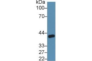 Rabbit Capture antibody from the kit in WB with Positive Control: Rat kidney lysate. (ANGPTL4 ELISA 试剂盒)