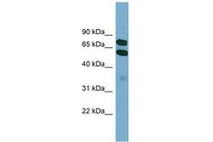 Image no. 1 for anti-Kelch-Like 9 (KLHL9) (AA 395-444) antibody (ABIN6744161) (KLHL9 抗体  (AA 395-444))