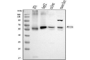 Western blot analysis of MAOA using anti-MAOA antibody (ABIN3043872). (Monoamine Oxidase A 抗体  (C-Term))