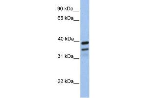 WB Suggested Anti-FKBP8 Antibody Titration: 0. (FKBP8 抗体  (N-Term))