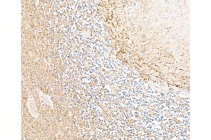 Immunohistochemistry (IHC) image for Mouse anti-Chicken IgY Light Chain (Light Chain) antibody (ABIN7795616)