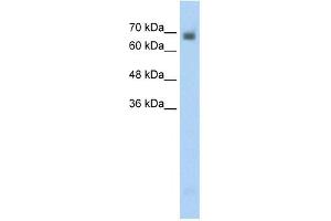 CRMP1 antibody used at 0. (CRMP1 抗体  (N-Term))
