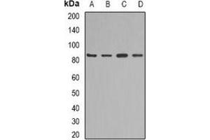 Western blot analysis of KAO expression in mouse liver (A), mouse heart (B), rat kidney (C), rat heart (D) whole cell lysates. (DAO 抗体)