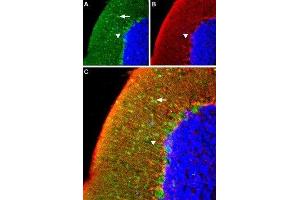 Expression of α1A-Adrenergic receptor in rat cerebellum - Immunohistochemical staining of rat cerebellum using Anti-α1A-Adrenergic Receptor (extracellular) Antibody (ABIN7042908, ABIN7043908 and ABIN7043909), (1:100). (alpha 1 Adrenergic Receptor 抗体  (Cys176Ser-Mutant, Extracellular))
