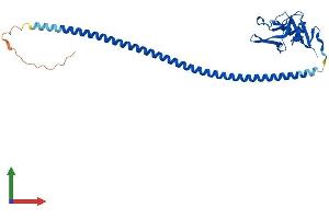 Protein Structure (PS) image for C-Type Lectin Domain Family 4, Member G (CLEC4G) (AA 1-293) protein (His tag) (ABIN7553473)