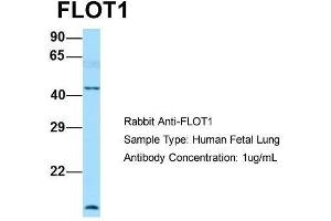 Host: Rabbit  Target Name: FLOT1  Sample Tissue: Human Fetal Lung  Antibody Dilution: 1.
