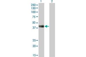 Western Blot analysis of HLF expression in transfected 293T cell line by HLF monoclonal antibody (M05), clone 2C9. (HLF 抗体  (AA 1-295))