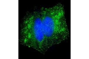 Immunofluorescent analysis of 4 % paraformaldehyde-fixed, 0. (Glutathione Peroxidase 7 抗体  (AA 73-107))