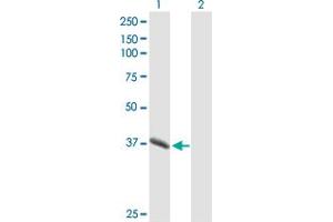 Western Blot analysis of PGC expression in transfected 293T cell line by PGC MaxPab polyclonal antibody. (PGC 抗体  (AA 1-388))