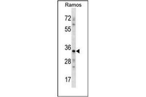 Western blot analysis of Necdin Antibody (N-term) in Ramos cell line lysates (35ug/lane). (NDN 抗体  (N-Term))