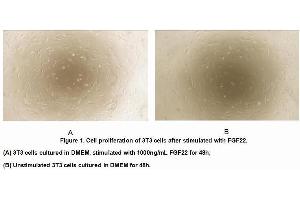 Image no. 1 for Fibroblast Growth Factor 22 (FGF22) (AA 26-162) (Active) protein (His tag) (ABIN6239864)
