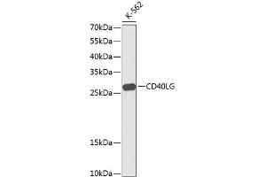 Western blot analysis of extracts of K561 cells using CD40L Polyclonal Antibody at dilution of 1:1000. (CD40 Ligand 抗体)
