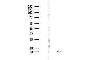 anti-Heat Shock 10kDa Protein 1 (Chaperonin 10) (HSPE1) (Internal Region) antibody