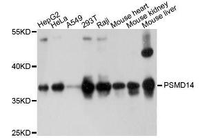 Western blot analysis of extracts of various cell lines, using PSMD14 antibody. (PSMD14 抗体  (AA 160-300))
