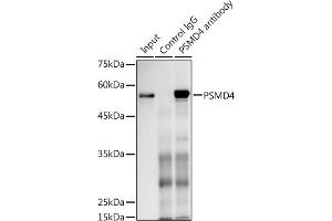 Immunoprecipitation (IP) image for anti-Proteasome (Prosome, Macropain) 26S Subunit, Non-ATPase, 4 (Psmd4) (AA 1-377) antibody (ABIN3021330)