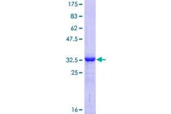 POLR3K Protein (AA 1-108) (GST tag)
