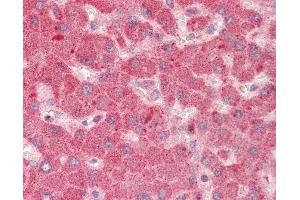 Human Liver: Formalin-Fixed, Paraffin-Embedded (FFPE) (GPR177/WLS 抗体  (AA 53-102))