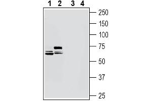 anti-Netrin 3 (Ntn3) (AA 445-458), (Secreted) antibody