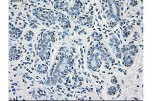 Image no. 10 for anti-Protein Phosphatase 5, Catalytic Subunit (PPP5C) antibody (ABIN1500390)