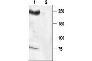 Western Blotting (WB) image for anti-Sodium Channel, Voltage-Gated, Type VIII, alpha (SCN8A) (AA 1042-1061) antibody (ABIN7043651)