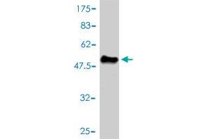 Western Blot detection against Immunogen (48. (Mre11 抗体  (AA 1-206))