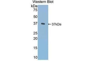 Western Blotting (WB) image for anti-Fibronectin (AA 313-607) antibody (ABIN1077665) (Fibronectin 抗体  (AA 313-607))