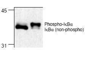 Western Blotting (WB) image for anti-Nuclear Factor of kappa Light Polypeptide Gene Enhancer in B-Cells Inhibitor, alpha (NFKBIA) antibody (ABIN155061) (NFKBIA 抗体)